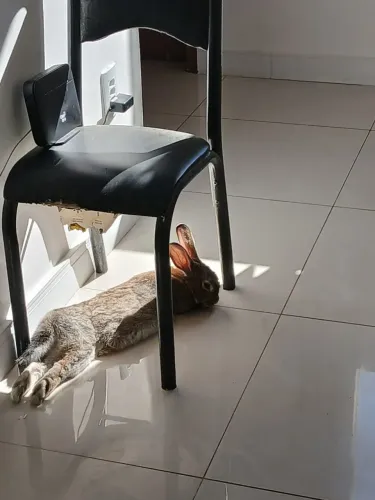 Coelho 