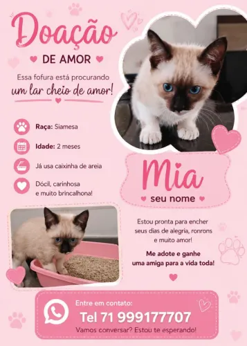 Adoção Gatinha Siamesa