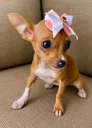 Pinscher fêmea número ZERO
