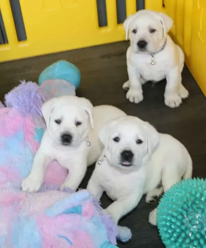 Filhotes de Labrador | Filhotes prontos para espalhar alegria