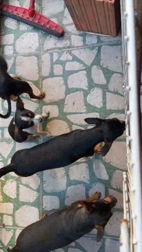 Filhotes de Pincher um mine