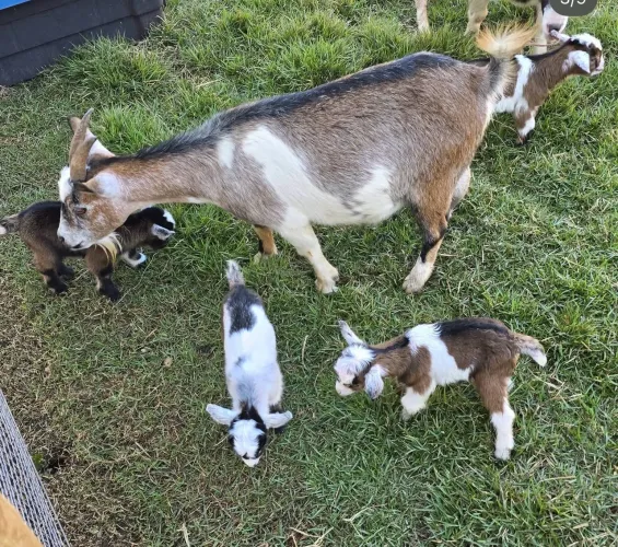 3 mini cabras por 6.500