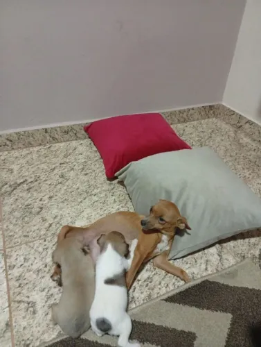 Vendo fêmea de Pincher 