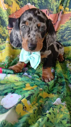 Daschund Mini filhotes lindo 