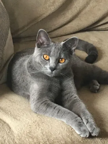 Gato Chartreux macho