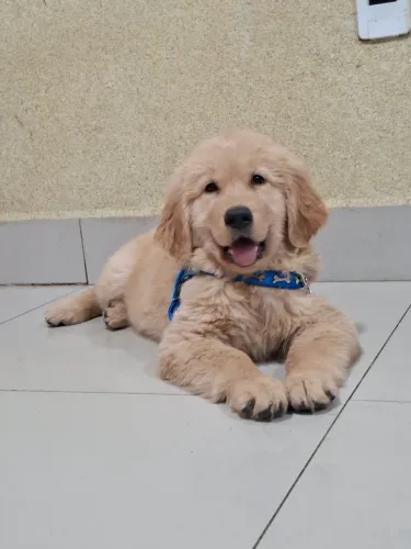  Golden Retriever Fêmea 