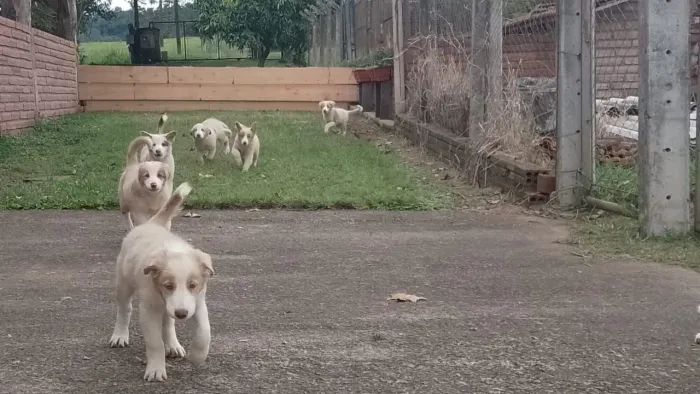 Border collie red merle