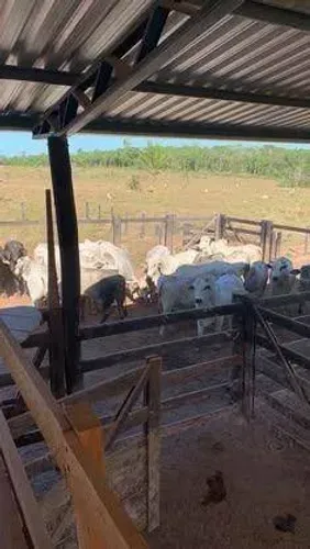 Fazenda com 4 dormitórios à venda, 1815000 m² por R$ 13.548.690,00 - Fazenda Canaã - Ribei