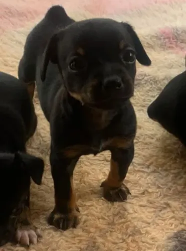Pinscher fêmea 