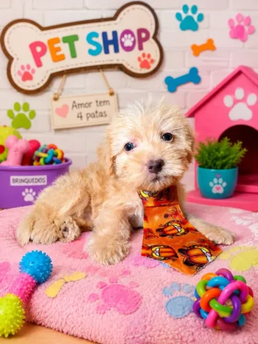 Presenteie com um lindo poodle toy!
