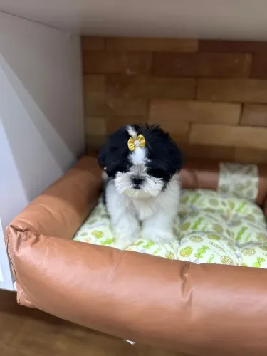 Shih-tzu c pedigree original venda