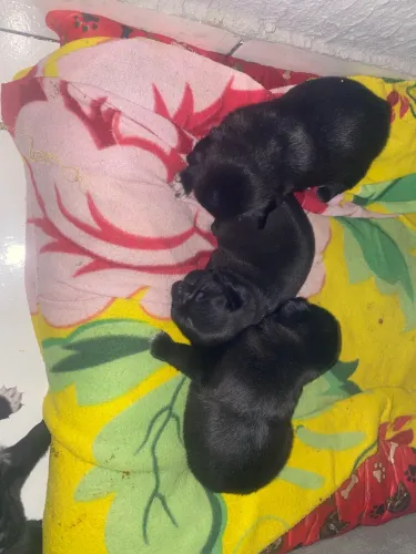 Filhotes PUG MINI