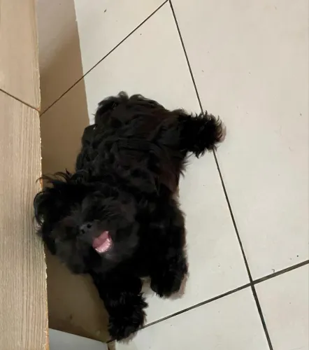 Vendo shih-poo macho 3 meses, vermifugado e remédio pra carrapato.contato: *19