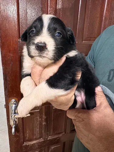 Filhotes Border Collie Puros - Machos e Fêmeas ?