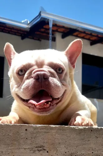 Bulldog Francês Exótico__Pedigree CBKC_Aceito oferta