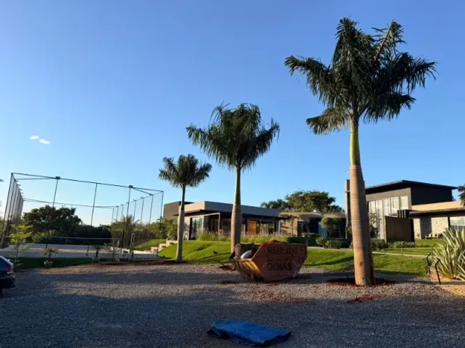 palmeira rabo de raposa adultas 8 metros 