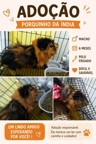 Porquinho da índia para doação