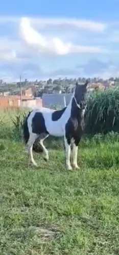 Garanhão Pampa de Preto