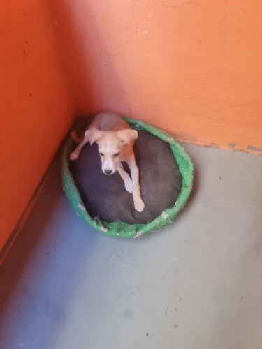 Doando essa fêmea de cachorro 