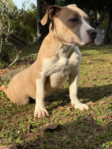 Filhotes American stafforshire com pedigree