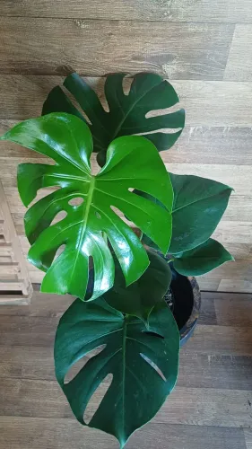 COSTELA DE ADÃO+VASO POLIETILENO 