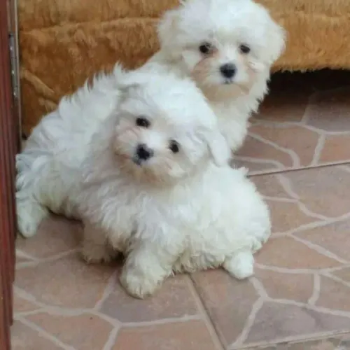 Filhote Maltês, Carinho, Lealdade e Muitas Travessuras Em Um Só Pacotinho!