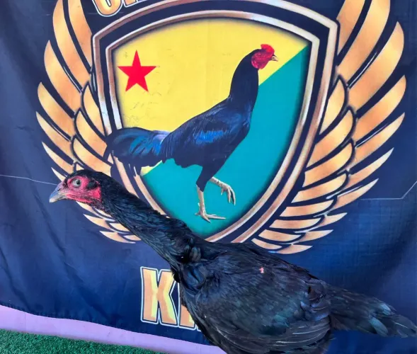 Galinhas e frangos de raça 