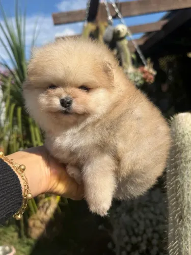 Lulu Da Pomerânia