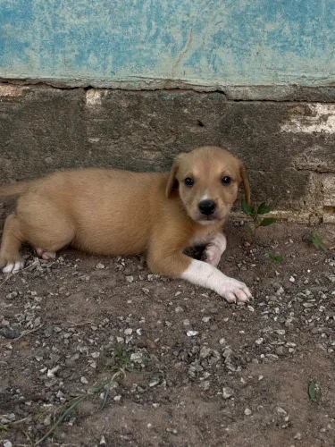 Doação de filhotinha 