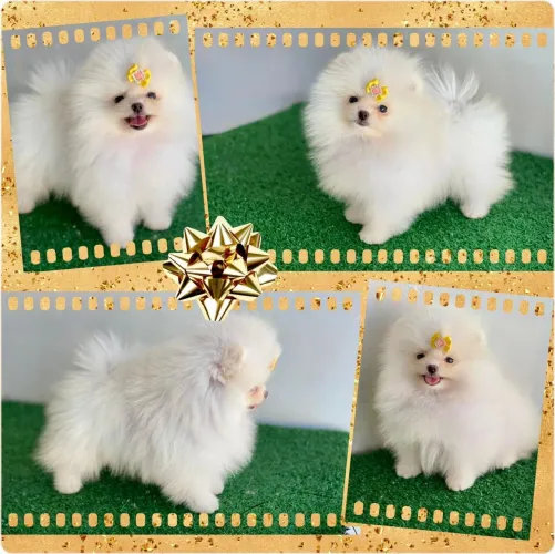 !!! Anãozinhos !!! Lulu da pomerania 