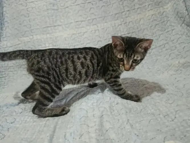 Gatos para adoção responsável!