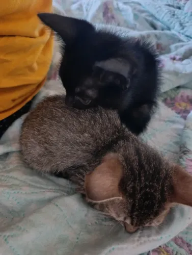 Gatos lindos para adoção