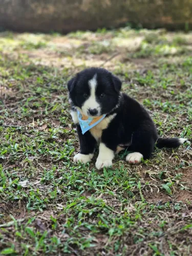 Lindos Filhotes de Border Collie 