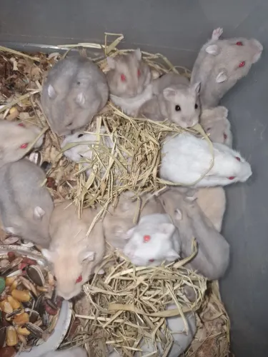 Hamster anão Russo 