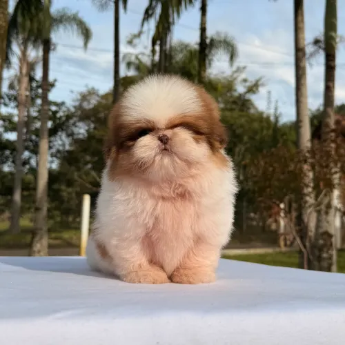 Filhotes Shihtzu - CRIAÇÃO LEGALIZADA.