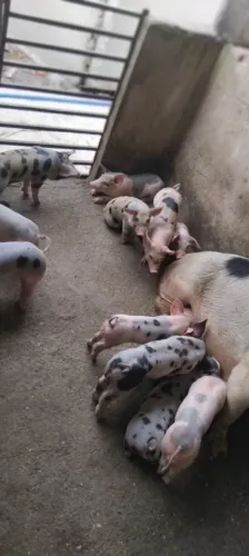 Vende-se bacurinhos
