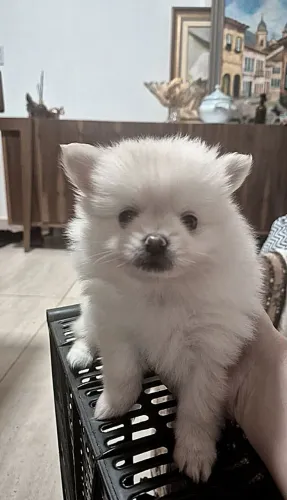 FILHOTE SPITZ (LULU) FÊMEA COM PEDIGREE