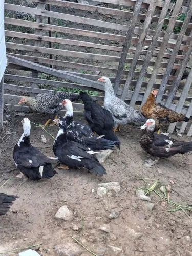 Patas