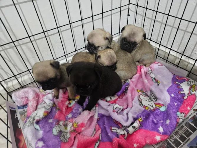Pug macho disponível