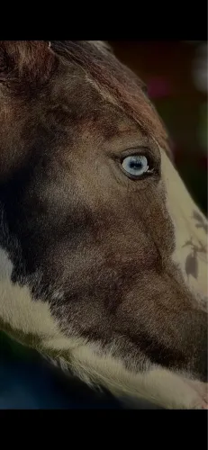 Cavalo criolo documentádo