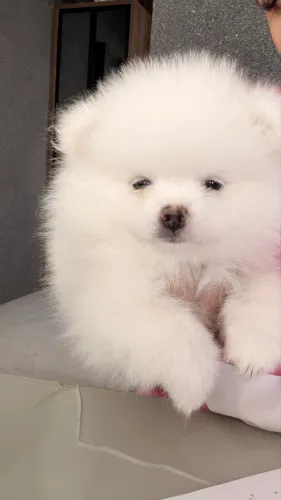 Vendo Spitz alemão/ Lulu da pomerania