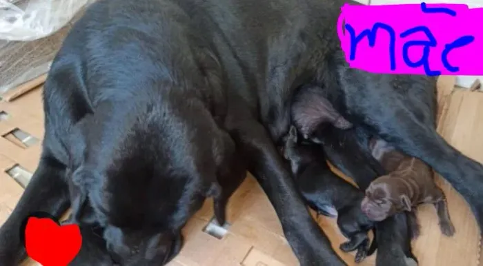 Linda filhote de labrador pura hj 300 reais 