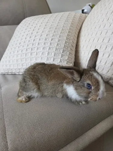 Coelho Mini Lop Filhote para Pet - Niterói/RJ