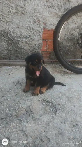 Vendo filhotes de Rottweiler 