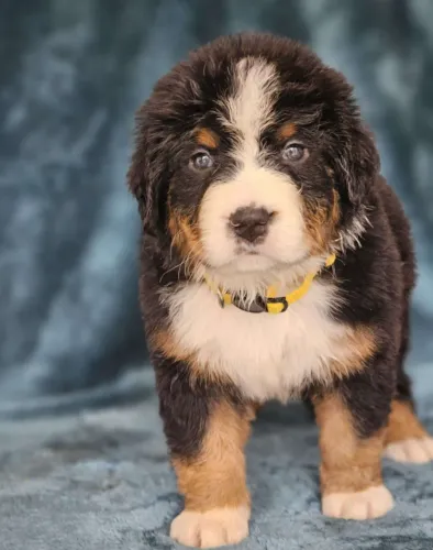 Bernese Mountain Dog,Bernese Mountain Dog Filhote Top Padrão da Raça