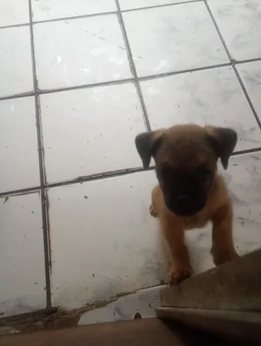 Cachorro Pug 