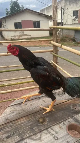 Galos Lindos Com Muita Genética Galo Bode e Índio Muito Top!!