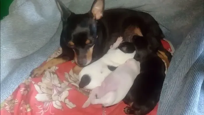 Pinscher x fox paulistinha Respondo pelo 9.9751.6491