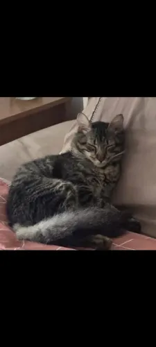 Lindo gatinho macho castrado carinhoso.