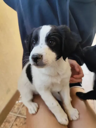 Cachorrinho macho, 2 meses, educado e amoroso